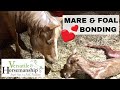 Mare And Foal Bonding + Gender Reveal // Versatile Horsemanship