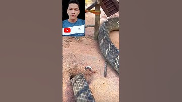 đi thăm cái bẫy rắn độc lạ và cái kết bất ngờ cả nhà ơi