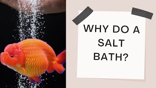 HOW TO DO A SALT BATH ON GOLDFISH ( Deal with excess body slime)