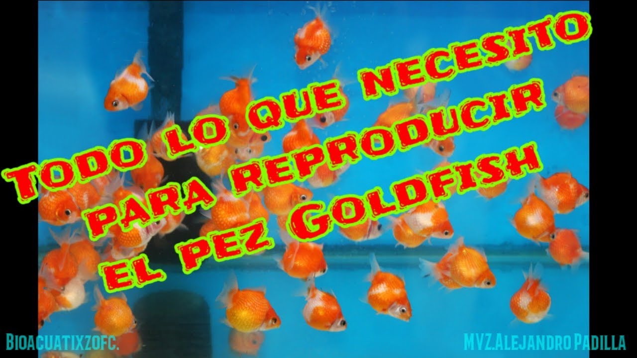 Reproduccion de goldfish, que necesito.... - YouTube