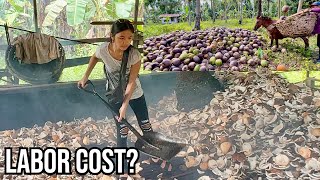 Step by step process of Coconut Harvesting in the Philippines