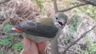 Menjebak burung cabe-cabean/kolibri/burcil