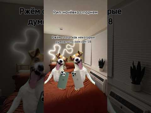 Футажи с котиками есть у меня в тг канале в шапке профиля #fypシ #рек #рекомендации #fyp