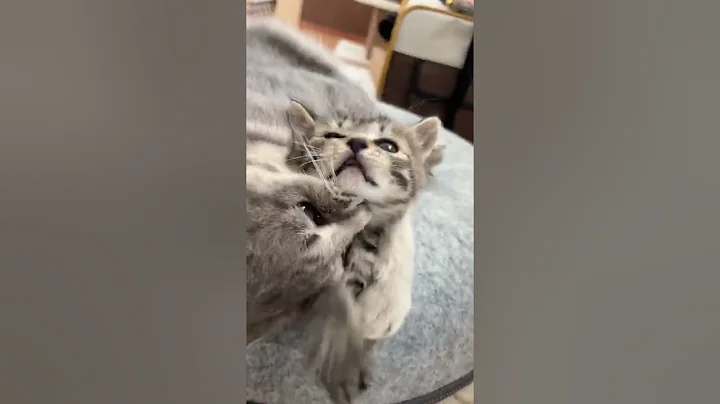 Watch the video about #shorts #cat 🐾#cute😻#cool😎 #cattok #tiktok #catshorts 🐈 #catlover💕#catlove #meows_luv #meow #funny 😹