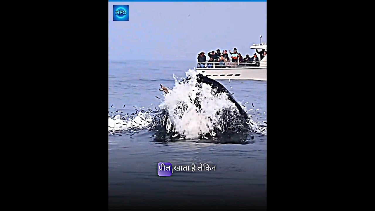 World Largest Animal 😱 