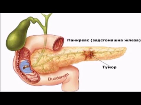 Видео: Втори случай на европейски лисавирус на прилеп тип 2, открит в прилепът на Daubenton във Финландия