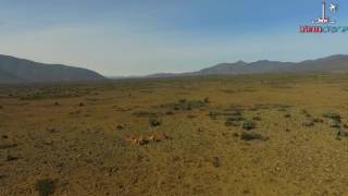 A vista de Drone Guanacos sector Quebrada de Los Choros, La Higuera, IV Región