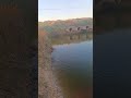 #fishing #балык #рекомендации #рыбалка #сазаннакаждомзабросе #рыбы2022 #рыбы #заброс #fishing #fish