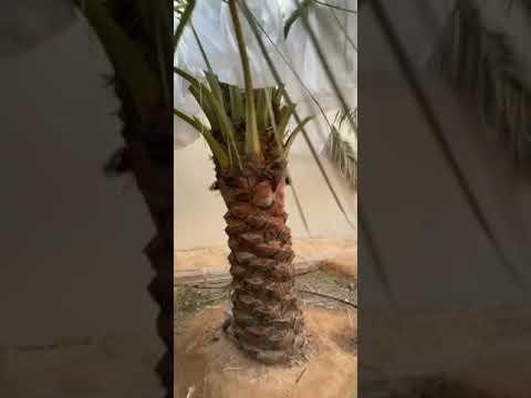 ري نخل الصقعي من بعد التلوين وحتى الجداد