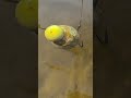 Der Frühjahrs-Karpfen CHEAT CODE! ⚡ Gelb-Weißer Snowman Hack #karpfen #carpfishing #angeln #fishing