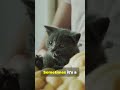 cat hidden features #viralvideo #shortvideo #viral