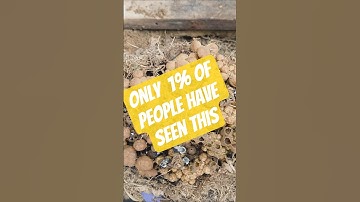 Zo ziet een hommelnest eruit 🐝