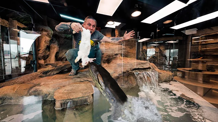 FED MY HUGE ANACONDA A RABBIT IN HER NEW GIANT CAGE AT MY REPTILE ZOO!!! | BRIAN BARCZYK
