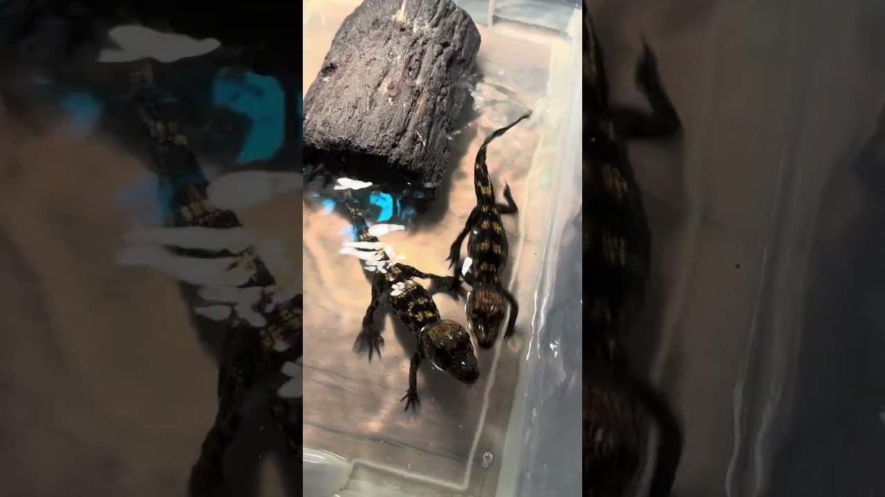 Crocodile feeding part 2…Nile, Morelet’s and African dwarf babies!