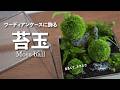 テラリウムで育てる苔玉の作り方 No.232