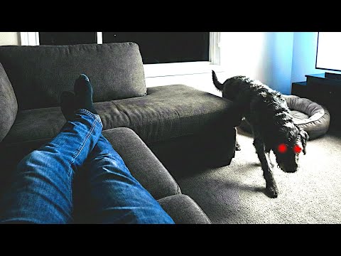 What my dog ​​did is logically INEXPLAINABLE! (POV Storytelling)