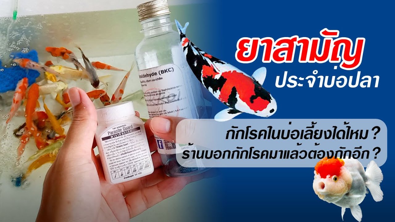 ยาสามัญประจำบ่อปลาคาร์ฟปลาทอง / กักโรคปลาในบ่อเลี้ยงได้มั้ย ไม่กักโรคปลาซ้ำได้รึเปล่า
