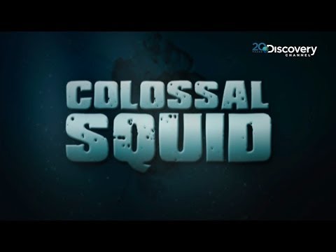 Video: Colossal squid: description, size, photo