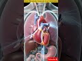 How Electricity Controls Your Heartbeat #anatomy #humanbiology #bioscope #educationalvideo
