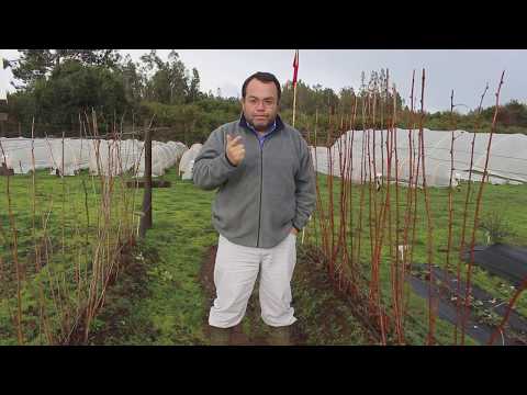 Video: Quemadura De Brotes De Frambuesa