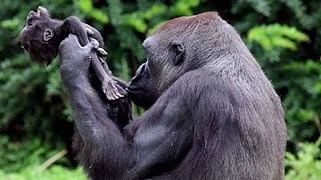 Tack Faculty Lecture Series Featuring Barbara J. King