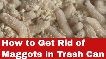 Grossed Out? Discover How to Get Rid of Maggots in Trash Can in Minutes!