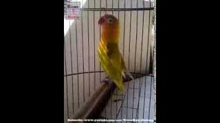 Kicau Mania Love Bird Paskun Jawara -  Video