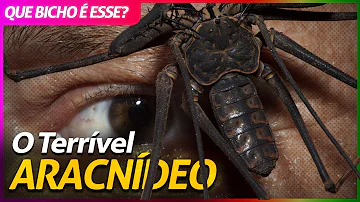 Como classificar um aracnídeo?