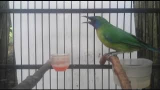 Cucak Kinoi Gacor Full Isian Nembak Tajam Bervariasi