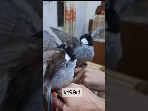 طك جناح بلابل اليفه برواز بلبل لتحفيز البلابل علئ التغريد لاتنسون الاشتراك بلقناه بلابل بلبل