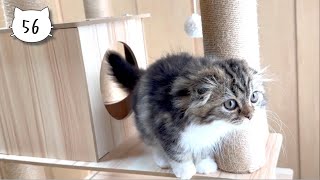 This cat tower is still a bit dangerous for our cute kitten. Elle video No.56