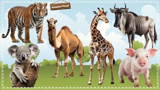 Cute Animal Sounds and Clips: Tiger, Camel, Giraffe, Gnu, Pig, Koala bear by Animals Planet 3,965 views 8 days ago 32 minutes