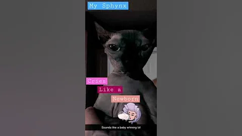 Video 1201091: sphynx funnycat, newborn sphynx