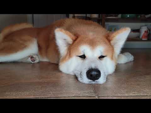 Βίντεο: Akita Dog Breed Υποαλλεργικό, Υγεία και Διάρκεια Ζωής