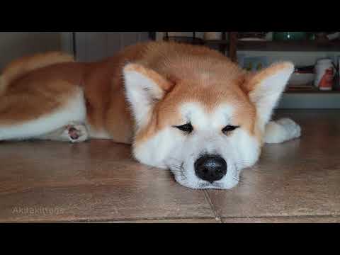 Βίντεο: Shiba Inu Dog Breed Υποαλλεργικό, Υγεία και Διάρκεια Ζωής