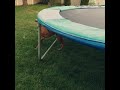 Tesh  brown dog trying to get orange ball from under trampoline backyard