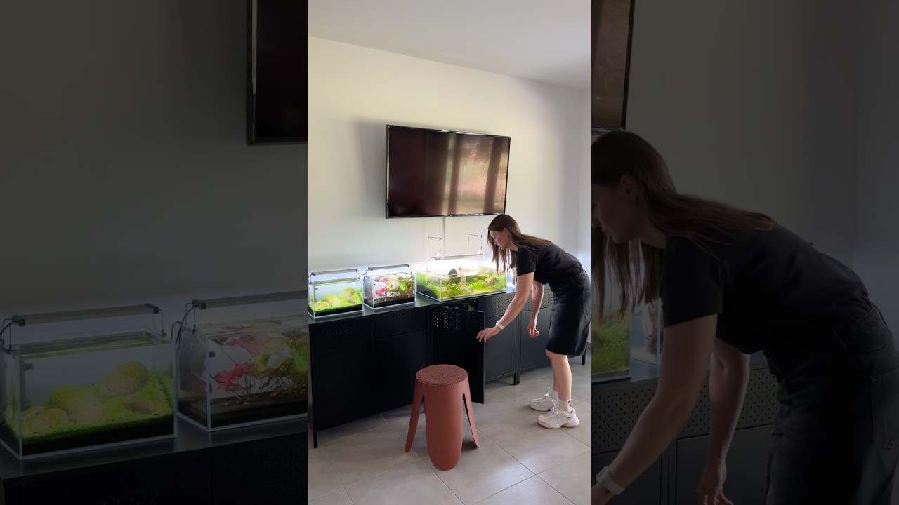 maintenance on the nano gallery #aquarium #aquascape #aquascaping #plantedtank #plantedaquarium
