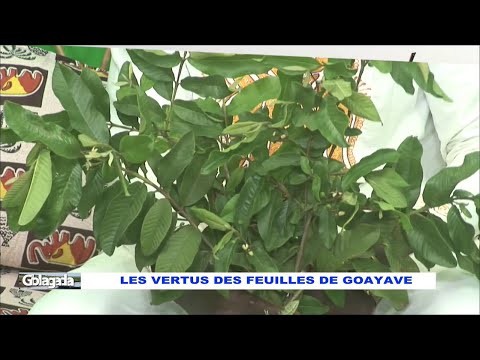 Vidéo: Quelle est la texture de la feuille de goyave ?