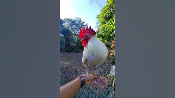 หงอนใหญ่ๆ ขาวมงคล