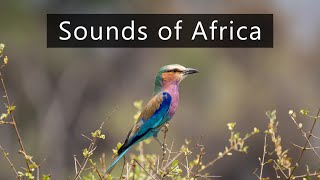 Lazy dawn chorus in the African bush - Sounds of nature
