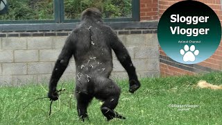 Gorilla Lope Still Impresses With His Cool Upright Swagger
