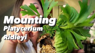 How To Mount A Platycerium Ridleyi In An Aesthetic Way