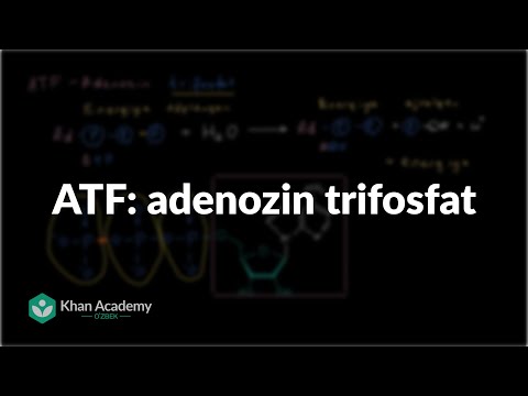 ATF: adenozin trifosfat | Energiya va fermentlar | Biologiya
