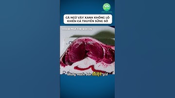 Cá ngừ vây xanh khổng lồ khiến cả thuyền sững sờ #shorts #discovery