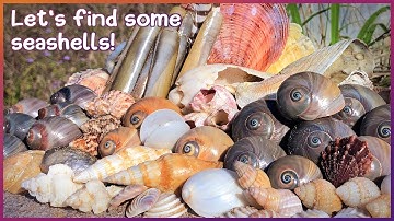 Finding Seashells on the Mud Flats| Hervey Bay Beaches [Virtual Shelling]