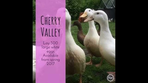 Cherry Valley ducks