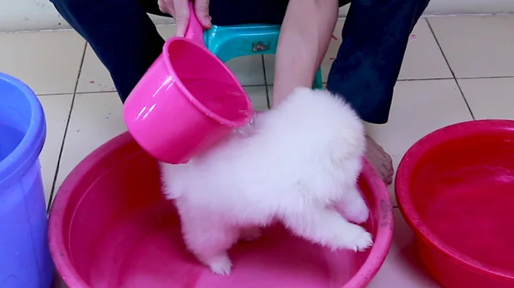 First Cute Pomeranian Puppy Bath | Funny Dogs Puppies | Min Puppy #6 - DayDayNews