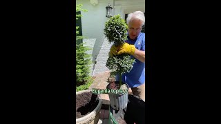 Gino refreshes his Spring planters