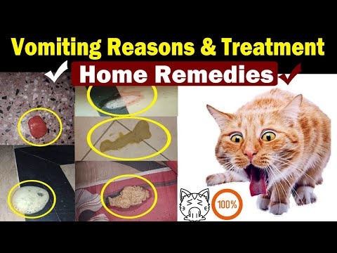 वीडियो: क्यों मेरी बिल्ली उल्टी कर रही है और मुझे क्या करना चाहिए?