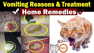 Cat Vomiting Solution || Home treatment || Vet Furqan Younas